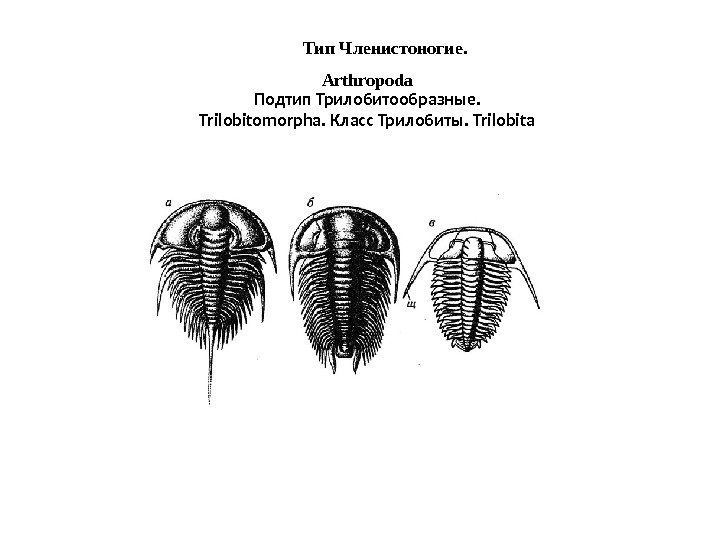 Тип Членистоногие.  Arthropoda Подтип Трилобитообразные.  Trilobitomorpha. Класс Трилобиты. Trilobita 