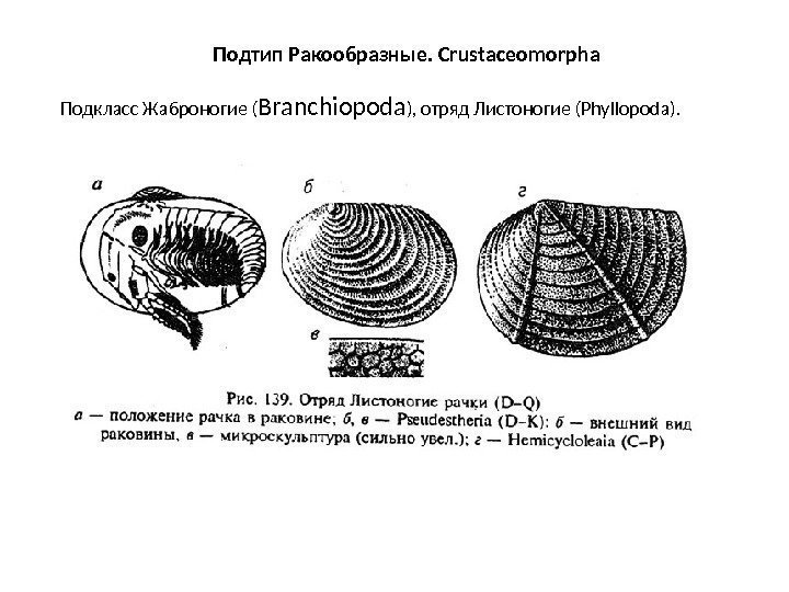Подтип Ракообразные. Crustaceomorpha Подкласс Жаброногие ( Branchiopoda ), отряд Листоногие (Phyllopoda).  
