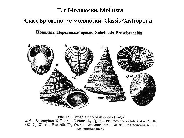 Тип Моллюски. Mollusca Класс Брюхоногие моллюски.  Classis Gastropoda 