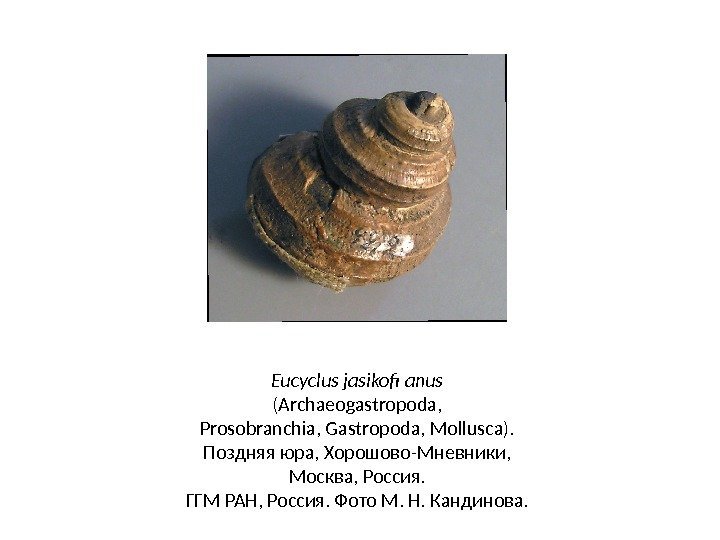 Eucyclus jasikofi anus (Archaeogastropoda, Prosobranchia, Gastropoda, Mollusca). Поздняя юра, Хорошово-Мневники,  Москва, Россия. ГГМ