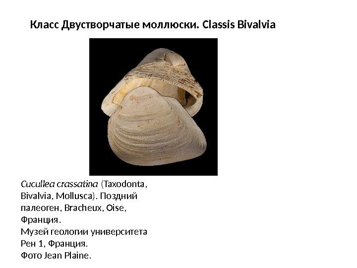 Класс Двустворчатые моллюски.  Classis Bivalvia Cucullea crassatina (Taxodonta, Bivalvia, Mollusca).  Поздний палеоген,