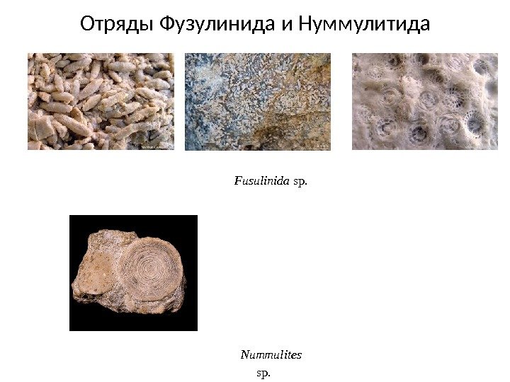 Отряды Фузулинида и Нуммулитида Nummulites sp. Fusulinida  sp. 