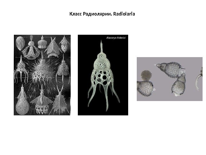 Класс Радиолярии. Radiolaria 