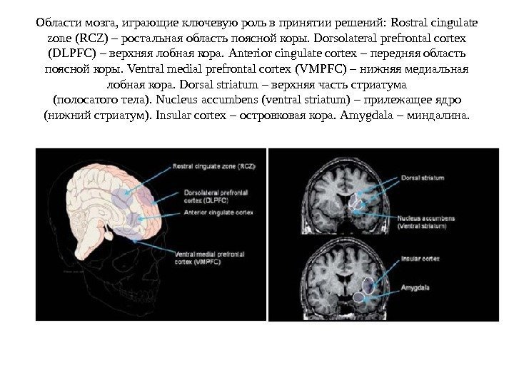 Области мозга, играющие ключевую роль в принятии решений:  Rostral cingulate zone (RCZ) –