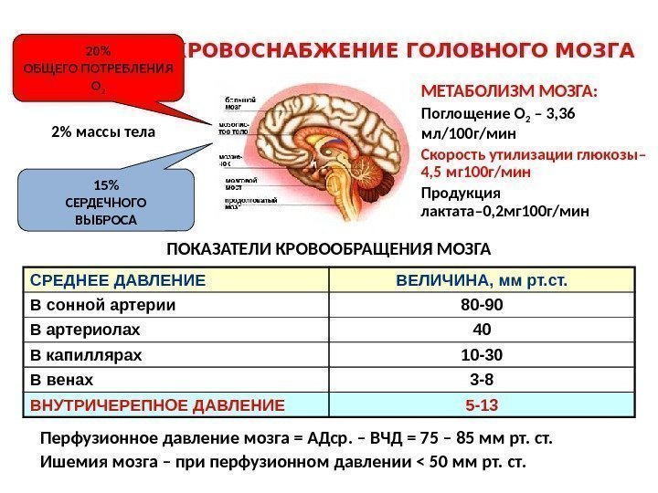 ПОКАЗАТЕЛИ КРОВООБРАЩЕНИЯ МОЗГА 2 массы тела 15 СЕРДЕЧНОГО ВЫБРОСА 20 ОБЩЕГО ПОТРЕБЛЕНИЯ О 2