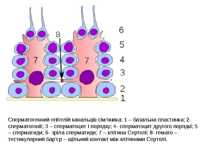 Сперматогенний епітелій канальців сім’яника: 1 – базальна пластинка; 2 - сперматогонії; 3 – сперматоцит