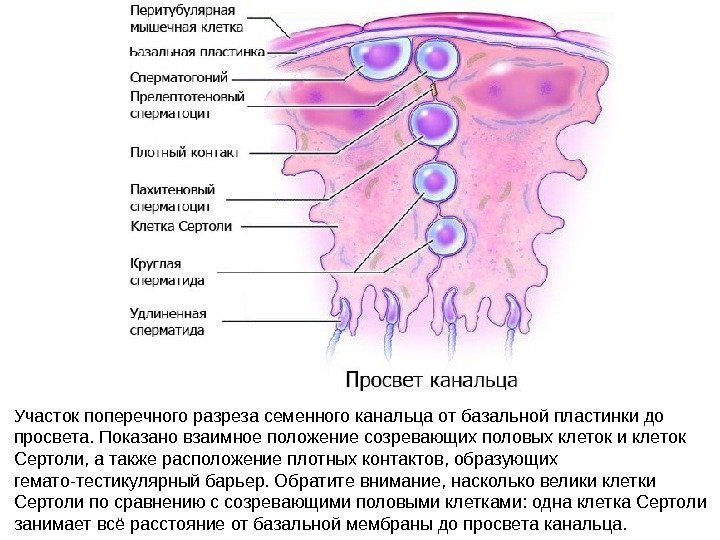 Участок поперечного разреза семенного канальца от базальной пластинки до просвета. Показано взаимное положение созревающих