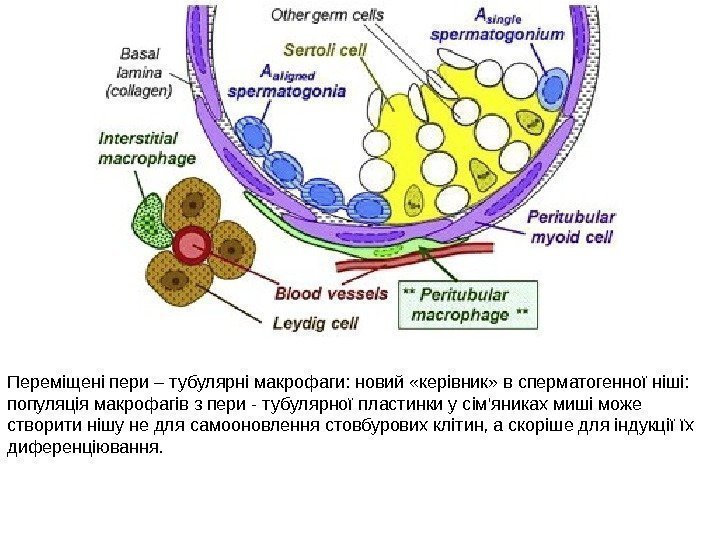 Переміщені пери – тубулярні макрофаги: новий «керівник» в сперматогенної ніші:  популяція макрофагів з