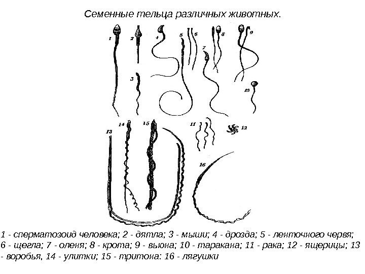  Семенные тельца различных животных.  1 - сперматозоид человека; 2 - дятла; 3
