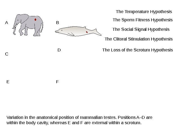 Variation in the anatomical position of mammalian testes. Positions A–D are within the body
