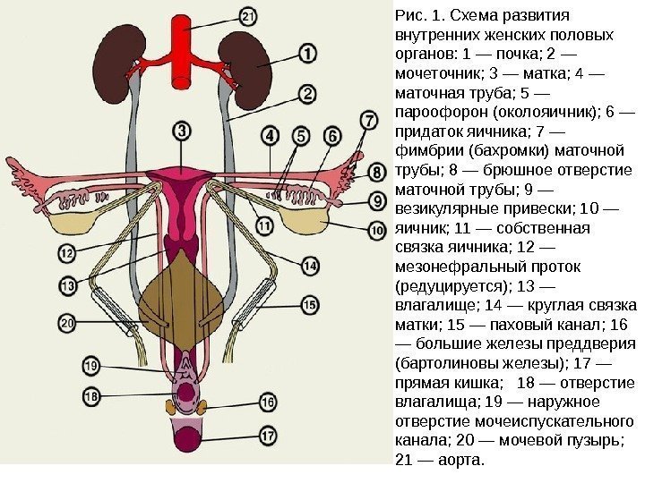 Рис. 1. Схема развития внутренних женских половых органов: 1 — почка; 2 — мочеточник;