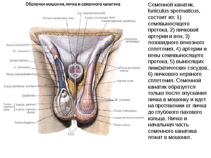 Семенной канатик,  funiculus spermaticus,  состоит из: 1) семявыносящего протока, 2) яичковой артерии
