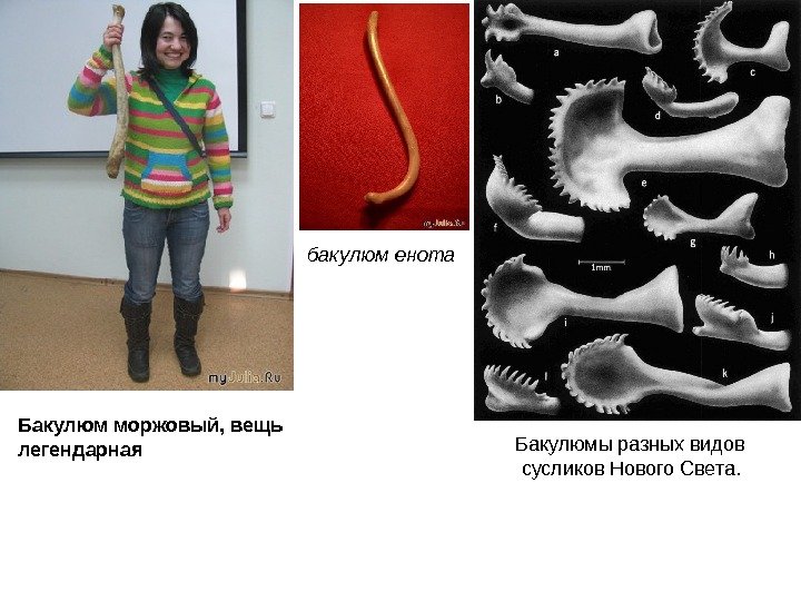 бакулюм енота Бакулюм моржовый, вещь легендарная Бакулюмы разных видов  сусликов Нового Света. 