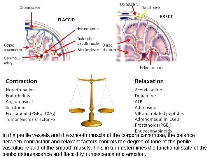 In the penile vessels and the smooth muscle of the corpora cavernosa, the balance