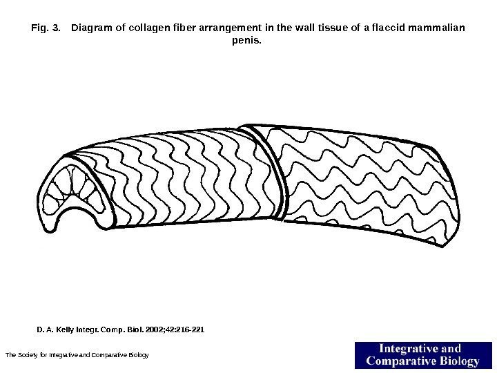 Fig. 3. Diagram of collagen fiber arrangement in the wall tissue of a flaccid