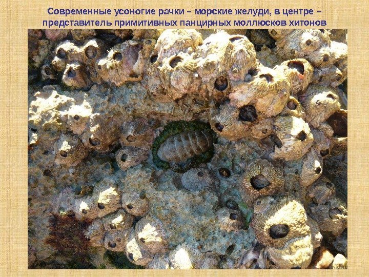 Современные усоногие рачки – морские желуди, в центре – представитель примитивных панцирных моллюсков хитонов