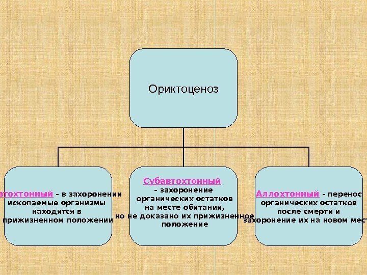 Ориктоценоз Автохтонный – в захоронении ископаемые организмы находятся в прижизненном положении Субавтохтонный  –