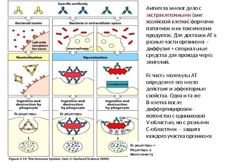 Антитела имеют дело с экстраклеточными (вне хозяйской клетки) формами патогенов и их токсических продуктов.