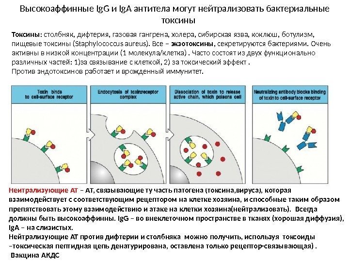 Высокоаффинные Ig. G и Ig. A антитела могут нейтрализовать бактериальные    