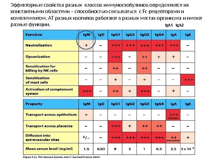 Эффекторные свойства разных классов иммуноглобулинов определяются их константными областями – способностью связываться с Fc-рецепторами