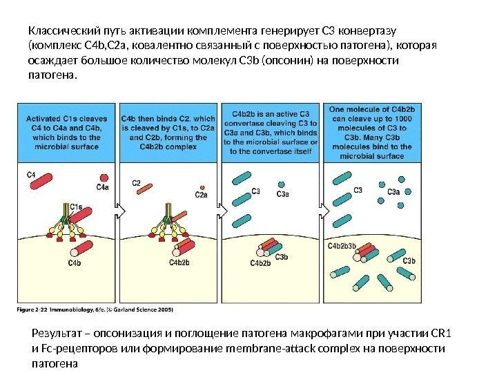 Классический путь активации комплемента генерирует С 3 конвертазу (комплекс С 4 b, C 2