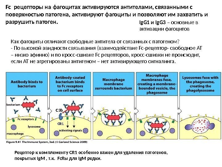 Fc рецепторы на фагоцитах активируются антителами, связанными с поверхностью патогена, активируют фагоциты и позволяют