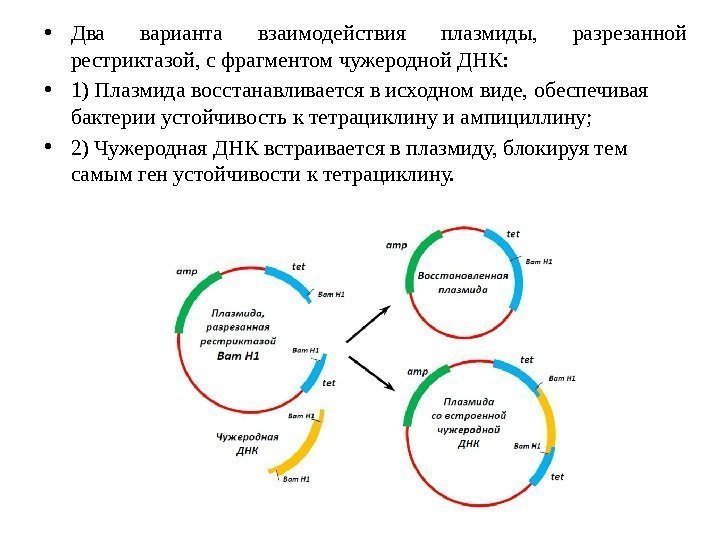  • Два варианта взаимодействия плазмиды,  разрезанной рестриктазой, с фрагментом чужеродной ДНК: 