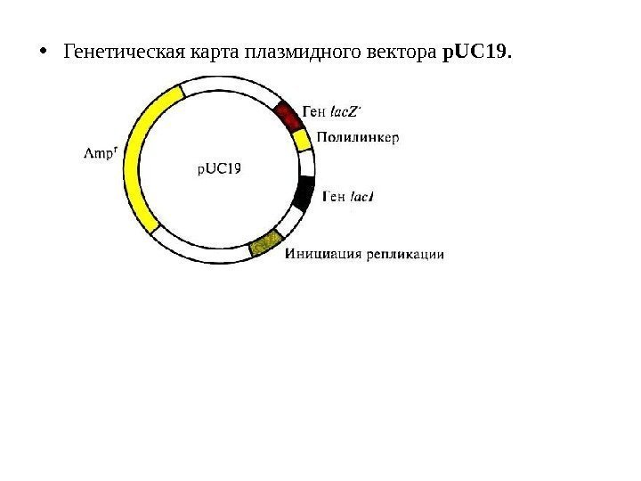  • Генетическая карта плазмидного вектора p. UC 19.  