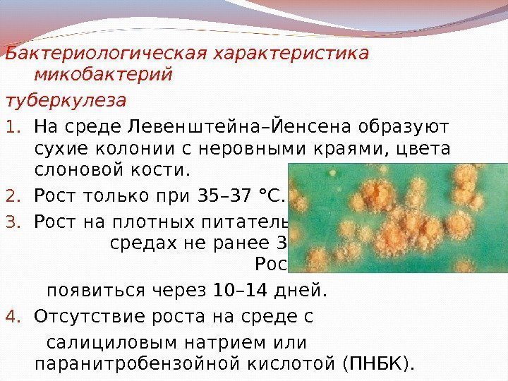 Бактериологическая характеристика микобактерий туберкулеза 1. На среде Левенштейна–Йенсена образуют сухие колонии с неровными краями,