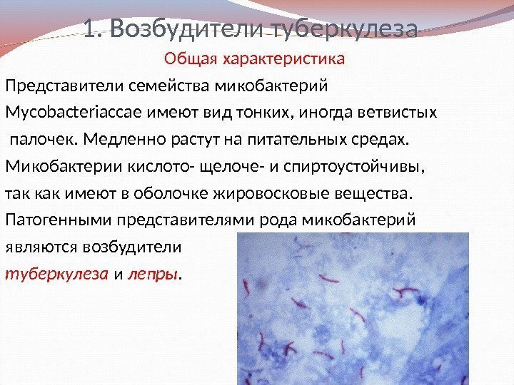 1. Возбудители туберкулеза Общая характеристика  Представители семейства микобактерий Mycobacteriaccae  имеют вид тонких,