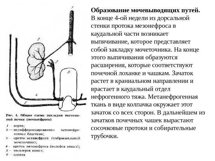 Образование мочевыводящих путей.  В конце 4 -ой недели из дорсальной стенки протока мезонефроса