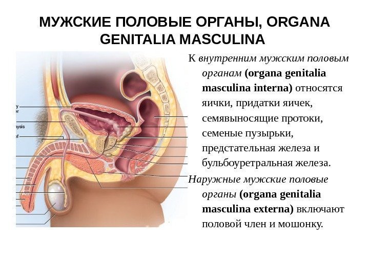 МУЖСКИЕ ПОЛОВЫЕ ОРГАНЫ, ORGANA GENITALIA MASCULINA  К внутренним мужским половым органам ( organa