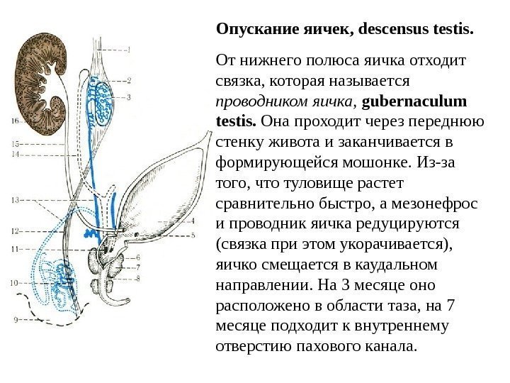 Опускание яичек, descensus testis.  От нижнего полюса яичка отходит связка, которая называется проводником