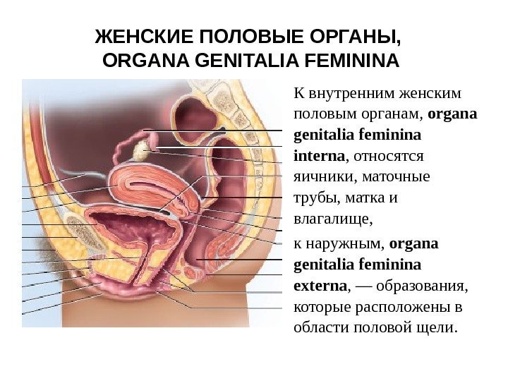 ЖЕНСКИЕ ПОЛОВЫЕ ОРГАНЫ,  ORGANA GENITALIA FEMININA  • К внутренним женским половым органам