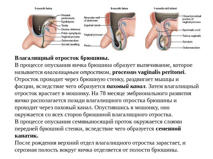 Влагалищный отросток брюшины.  В процессе опускания яичка брюшина образует выпячивание, которое называется влагалищным