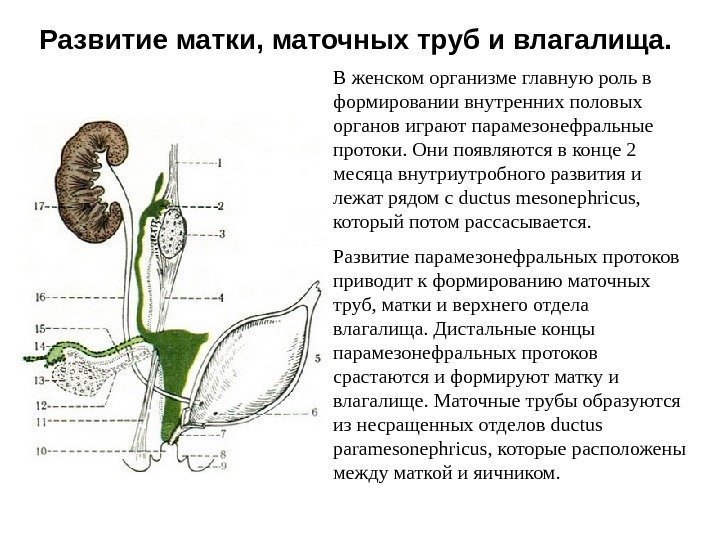 Развитие матки, маточных труб и влагалища.  В женском организме главную роль в формировании