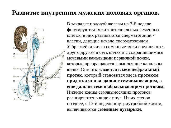 Развитие внутренних мужских половых органов. В закладке половой железы на 7 -й неделе формируются