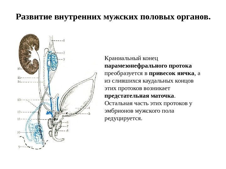 Развитие внутренних мужских половых органов. Краниальный конец парамезонефрального протока  преобразуется в привесок яичка