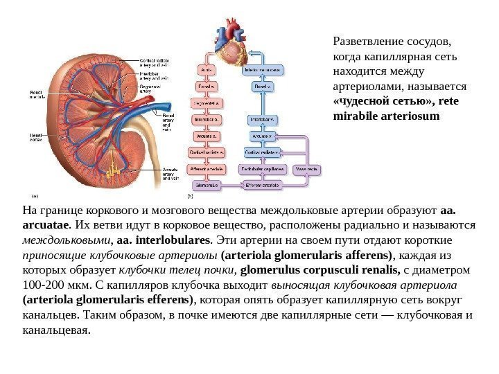 На границе коркового и мозгового вещества междольковые артерии образуют aa.  arcuatae. Их ветви