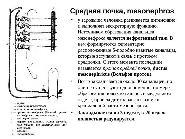 Средняя почка, mesonephros  • у зародыша человека развивается интенсивно и выполняет экскреторную функцию.