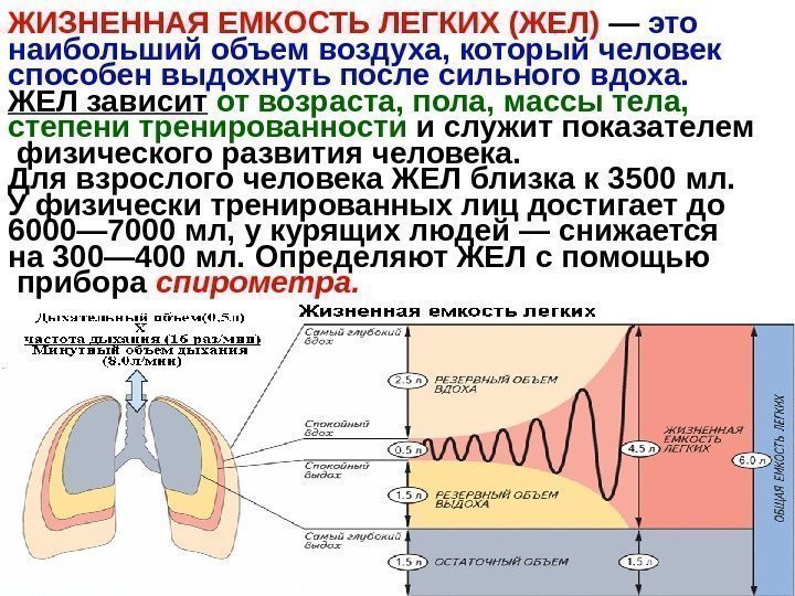   ЖИЗНЕННАЯ ЕМКОСТЬ ЛЕГКИХ (ЖЕЛ) — это наибольший объем воздуха, который человек способен