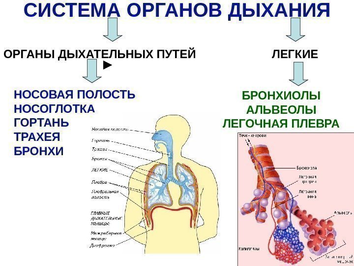   СИСТЕМА ОРГАНОВ ДЫХАНИЯ ОРГАНЫ ДЫХАТЕЛЬНЫХ ПУТЕЙ ЛЕГКИЕ НОСОВАЯ ПОЛОСТЬ НОСОГЛОТКА ГОРТАНЬ ТРАХЕЯ