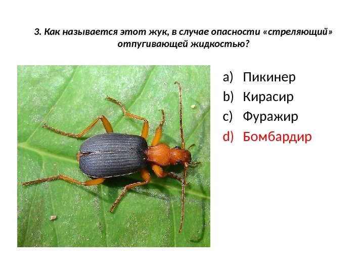 3. Как называется этот жук, в случае опасности «стреляющий»  отпугивающей жидкостью? a) Пикинер