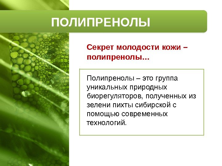 Секрет молодости кожи – полипренолы… Полипренолы – это группа уникальных природных биорегуляторов, полученных из