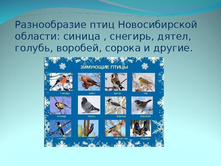 Разнообразие птиц Новосибирской области: синица , снегирь, дятел,  голубь, воробей, сорока и другие.
