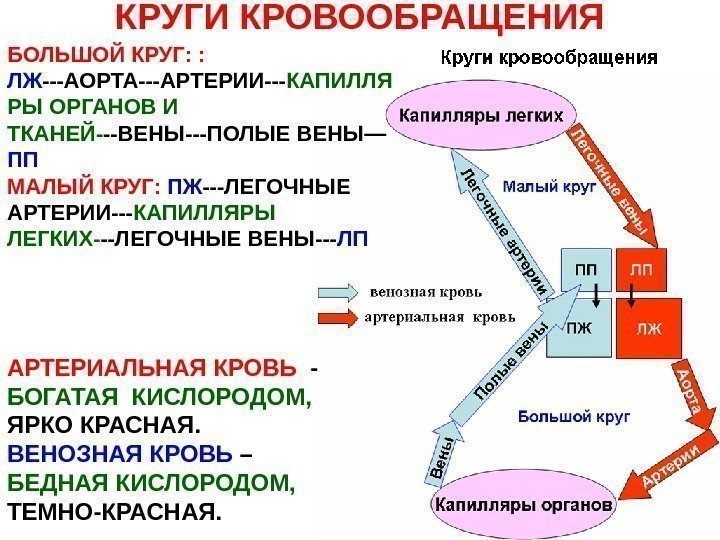   КРУГИ КРОВООБРАЩЕНИЯ АРТЕРИАЛЬНАЯ КРОВЬ  - БОГАТАЯ КИСЛОРОДОМ,  ЯРКО КРАСНАЯ. ВЕНОЗНАЯ