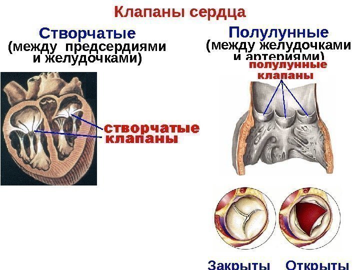 Клапаны сердца Створчатые  (между предсердиями и желудочками) Полулунные  (между желудочками и артериями)