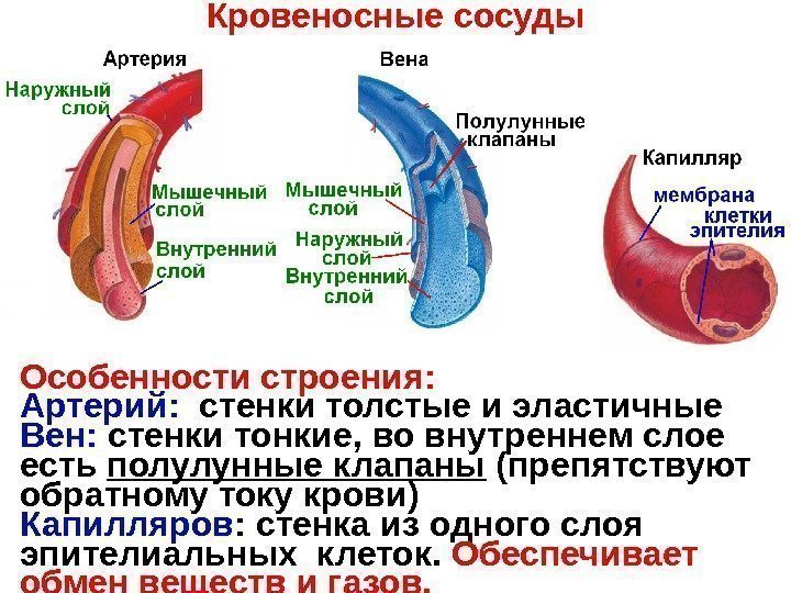 Кровеносные сосуды Особенности строения: Артерий:  стенки толстые и эластичные Вен:  стенки тонкие,