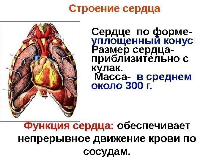Строение сердца Сердце по форме-  уплощенный конус Размер сердца-  приблизительно с кулак.