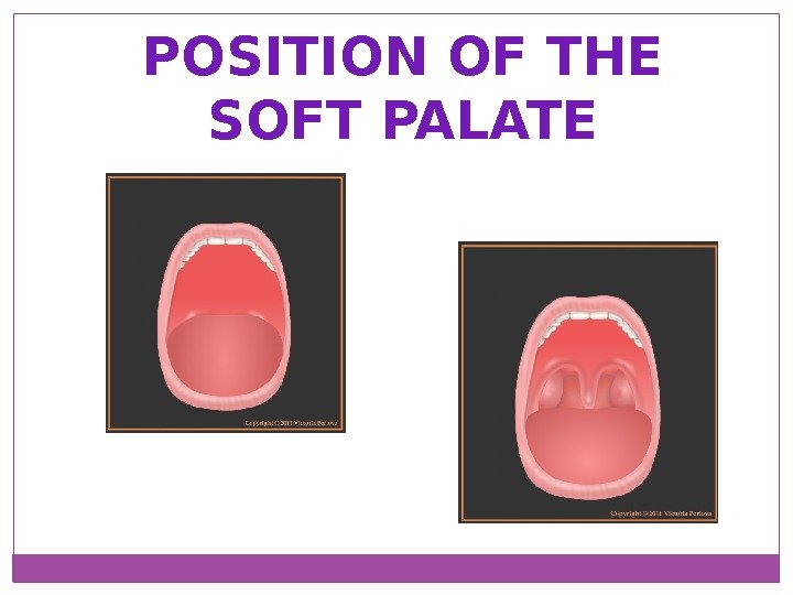 POSITION OF THE SOFT PALATE 